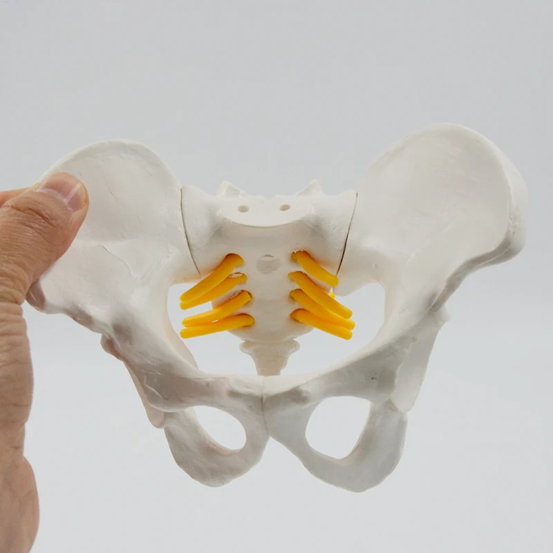 Mini Pelvis Model Human Skeleton Model Specimen Hip Skeleton Anatomy Medical Tool school Used