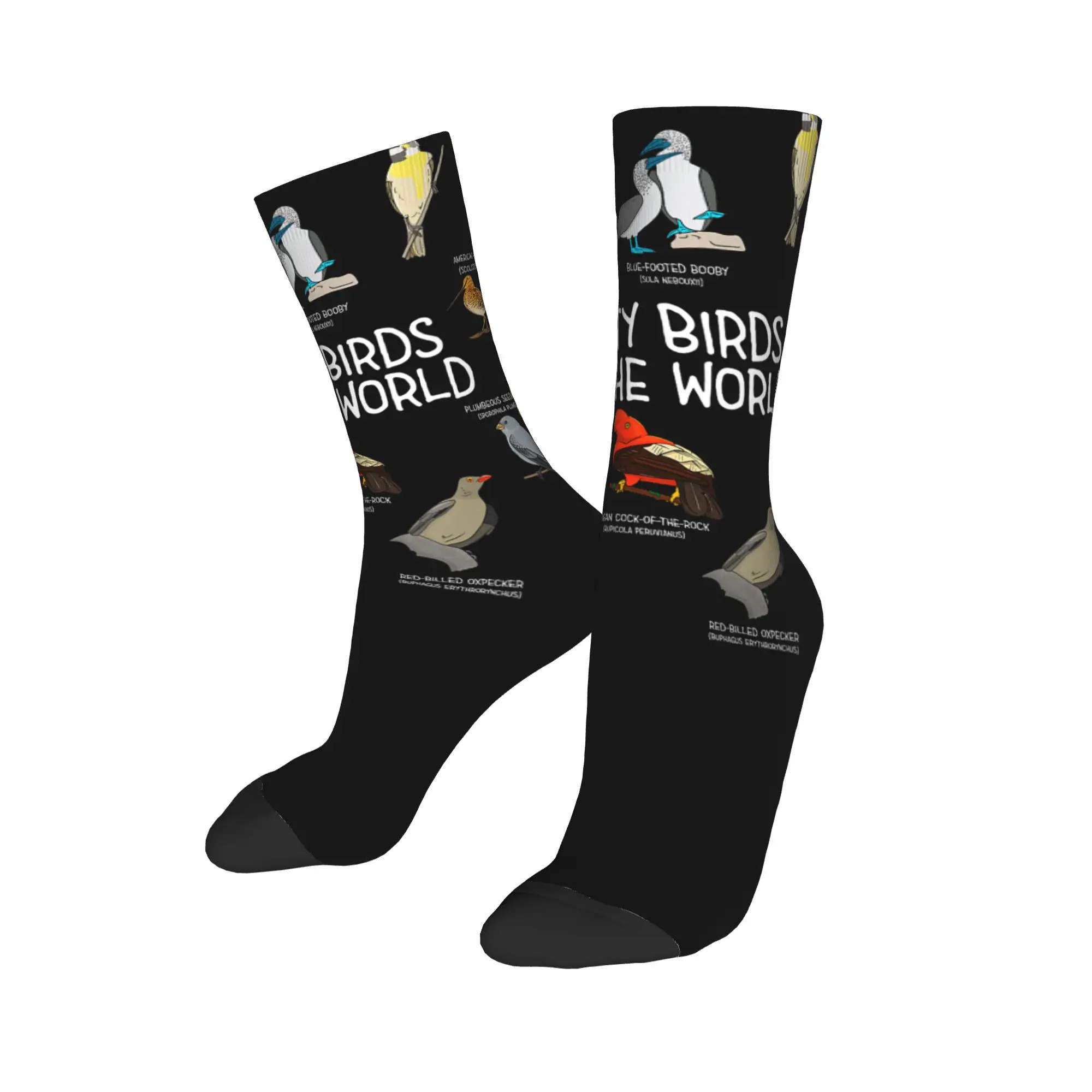 Colorful Parrots Bird Guide Different Parrot Species of The World Pet Sports Socks  Polyester Crew Socks for Unisex Breathable