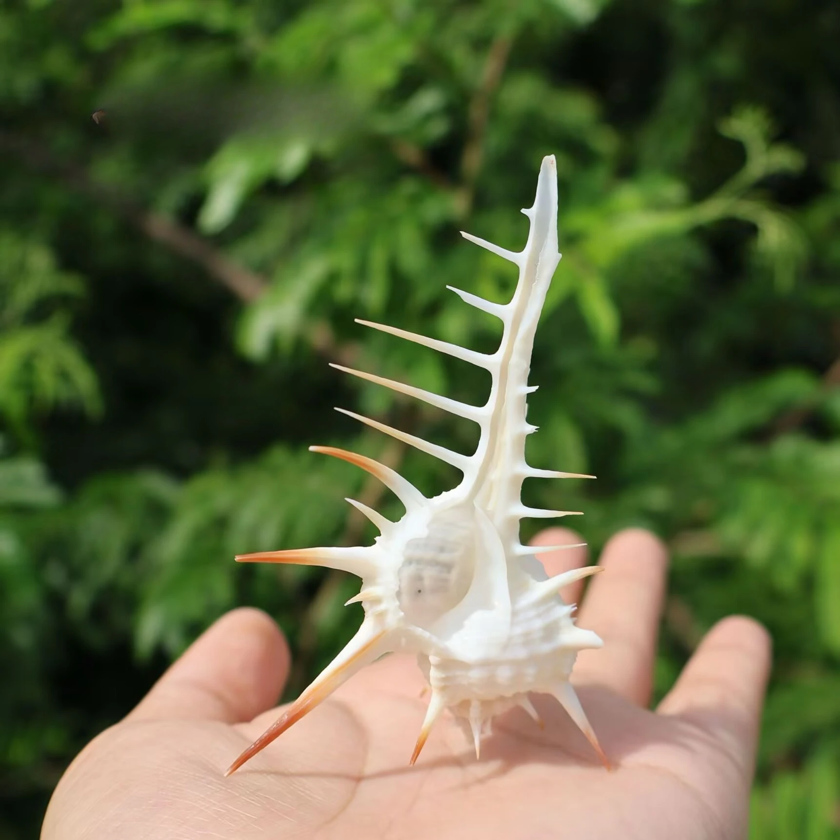 New White Long Thorn Snail Natural Shell Conch Venus Skeleton Witch Skeleton Home Decoration Handicraft Ornament