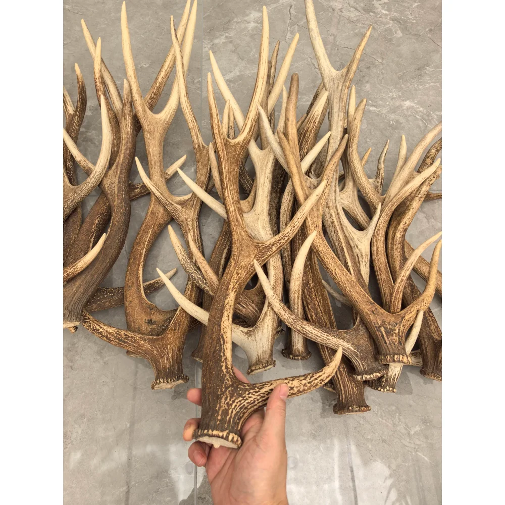 Whole Branch Sika Deer Antler for Bow Material & Fishing Net, Naturally Shed, Ornamental Craftwork