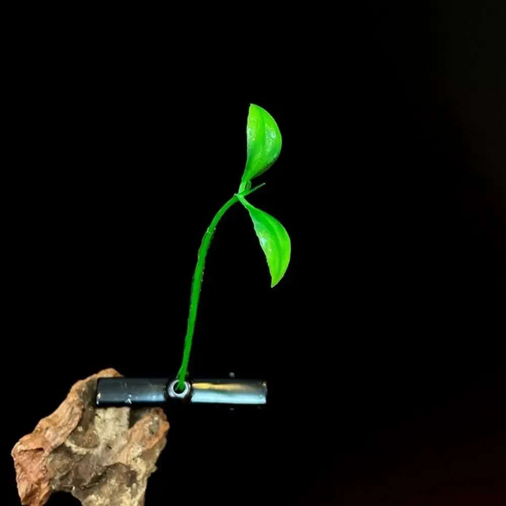 1Pair Simulation Bean Sprout Hair Clip Cherry Butterfly Flower Plant Hairpins Side Barrettes Mushroom Cartoon Duckbill Clips