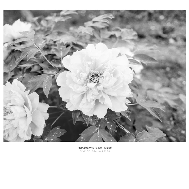 120 ملم SHD 400 LUCKY ISO 400 فيلم أبيض وأسود فيلم سلبي لكاميرا فيلم Kodak Fujifilm 120 (تاريخ انتهاء الصلاحية: 2026.10)