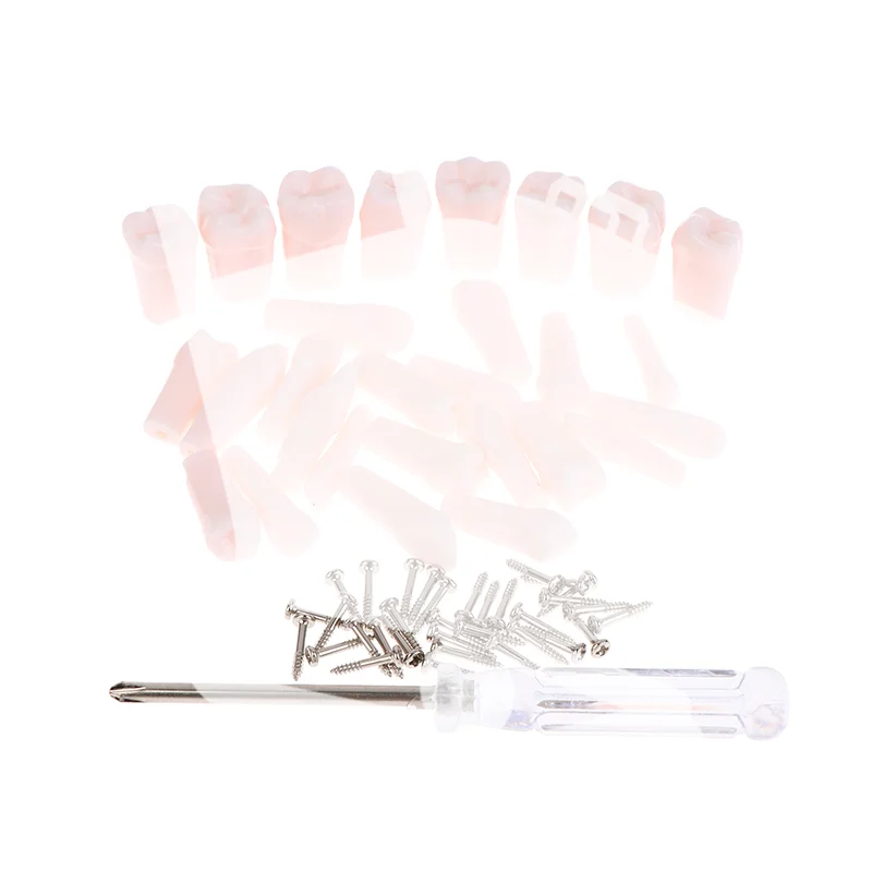 

28Pcs Dental Typodont Teeth Replacement Detachable Screw-in Standard Teeth For Dentistry Preparation Training Teach