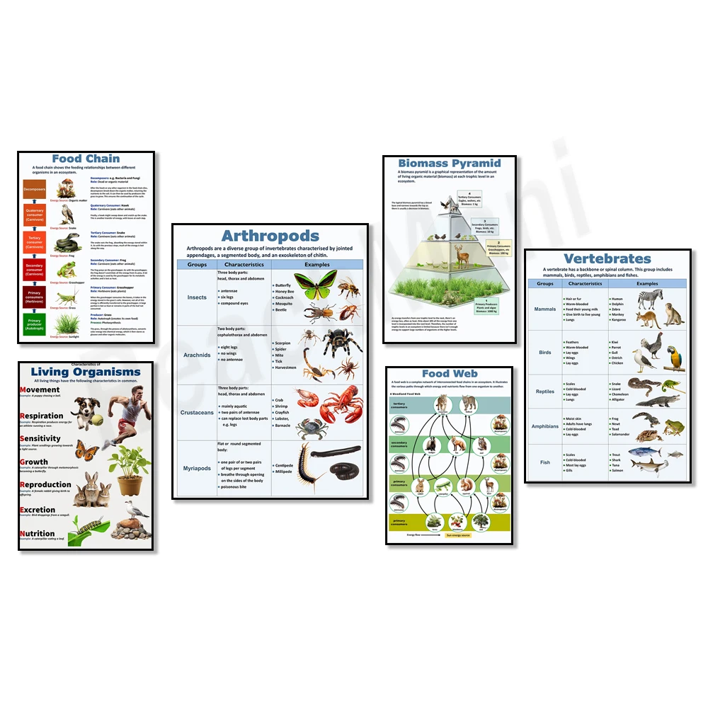 Scientific biology poster, food chain, biomass pyramid, ecosystem, animal kingdom, arthropods, vertebrates, scientific poster