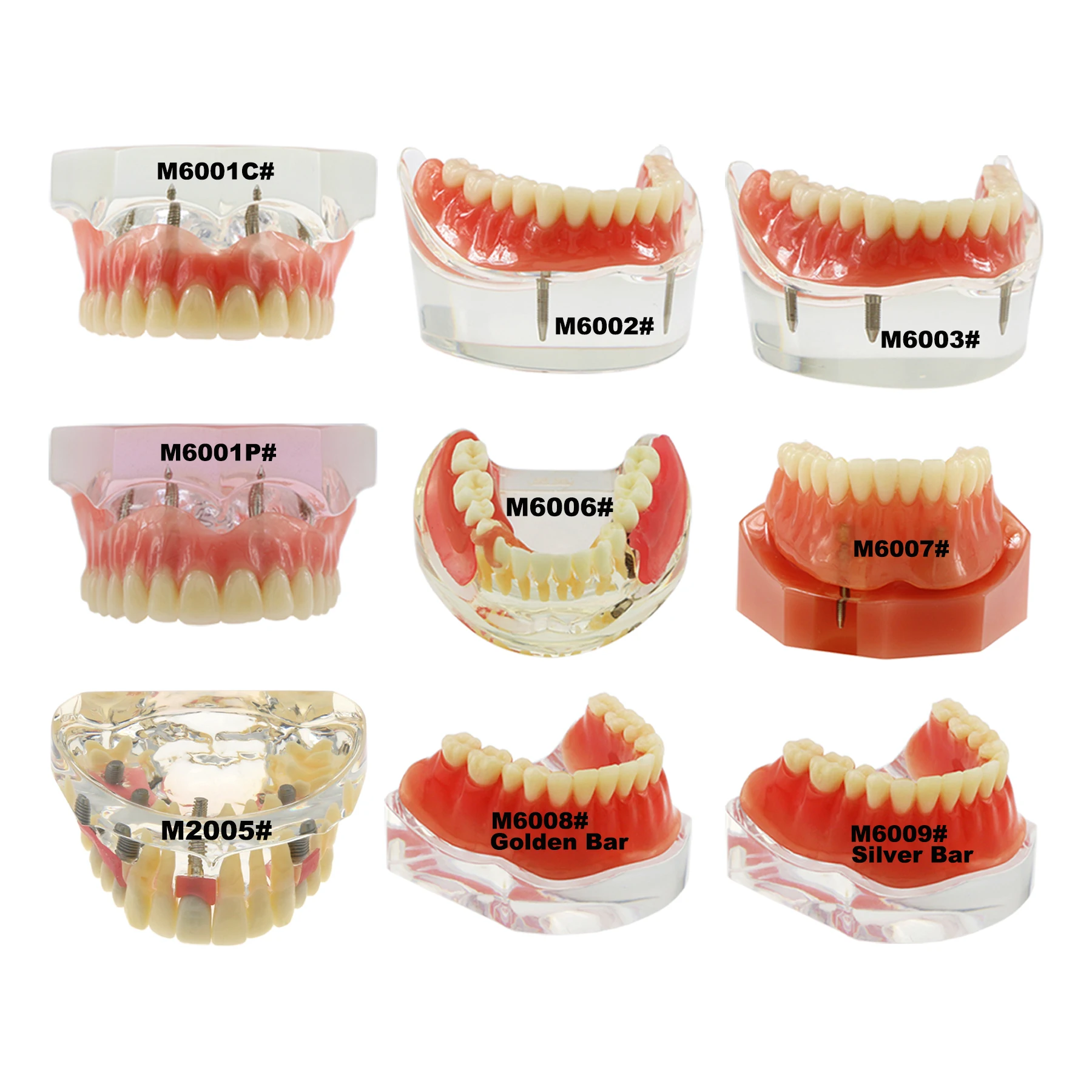 Standard stomatologiczny Model zębów praktyka przywracania implantu patologia choroby endodontyczne leczenie kanałowe badanie typodontu Demo