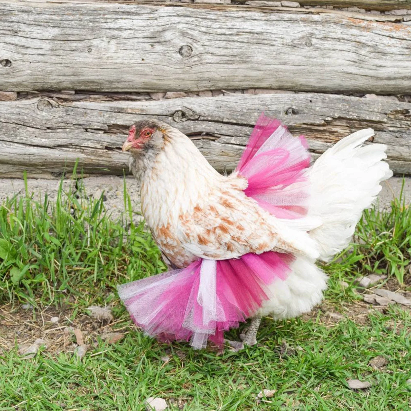 Falda de disfraz de pollo, tutú, ropa de decoración de gallina, Protector de plumas de aves de corral, vestido de Cosplay de Halloween, accesorios de espectáculo elegantes para fiesta