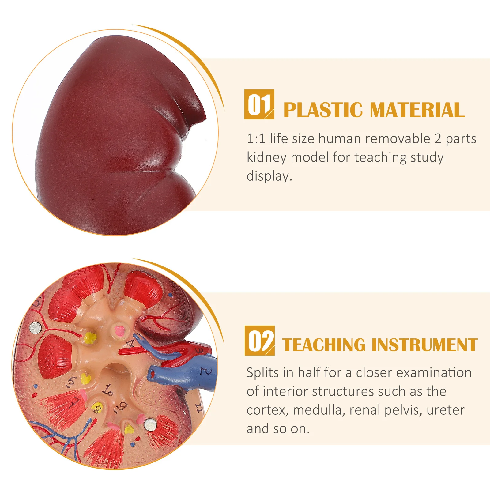 Modelos anatómicos de riñón, órganos de anatomía de Pvc del sistema digestivo humano