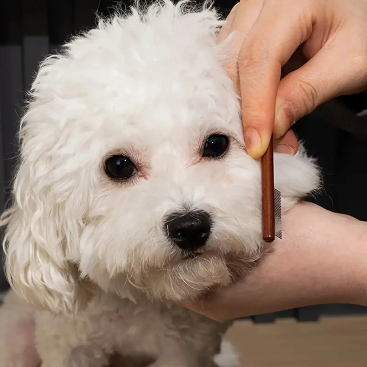 Pet Facial Cleaning Comb Removes Tear Stains Eye-poop Comb Dog Hair Repair Scissors Cat Hair Comb Pet Clean Supplies Accessories