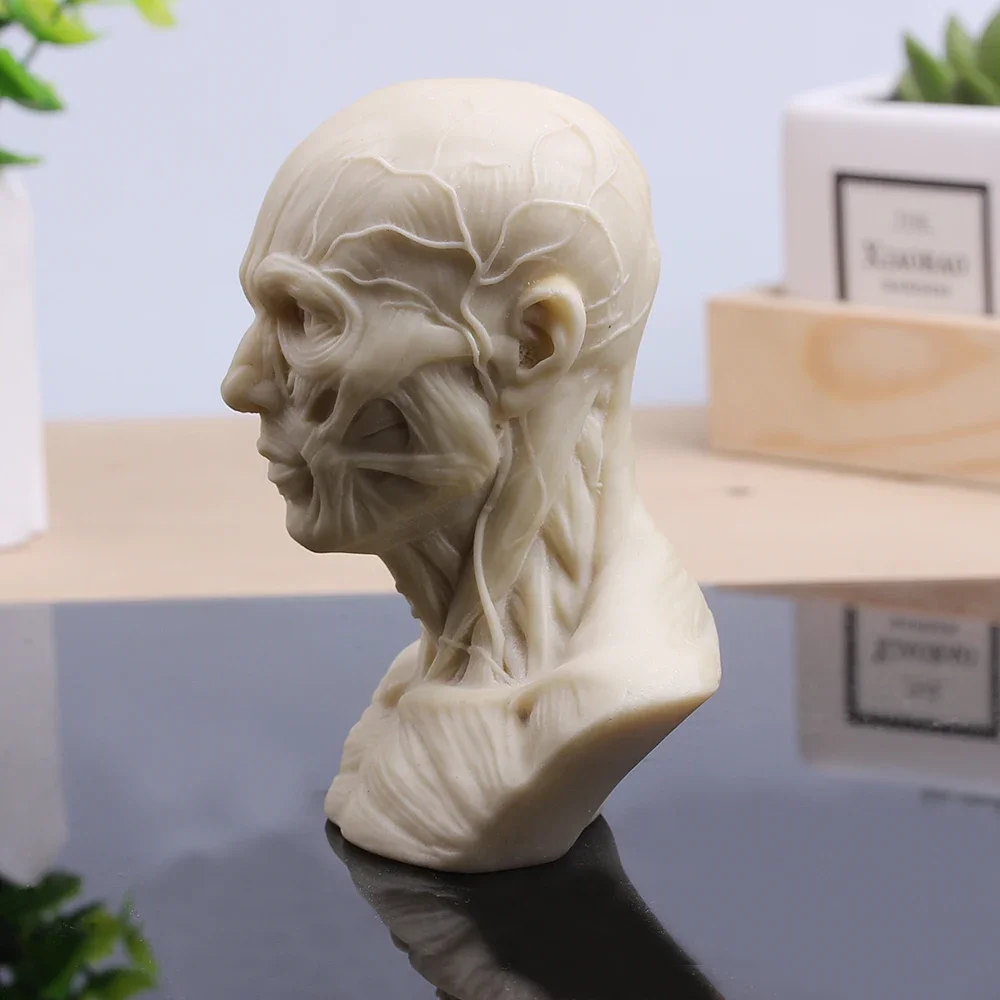 MGT-Small Plaster Sculpture, Musculoskeletal Skull Bust, Home Decoration, Resin Art and Craft, Sketch Practice Decoration Office