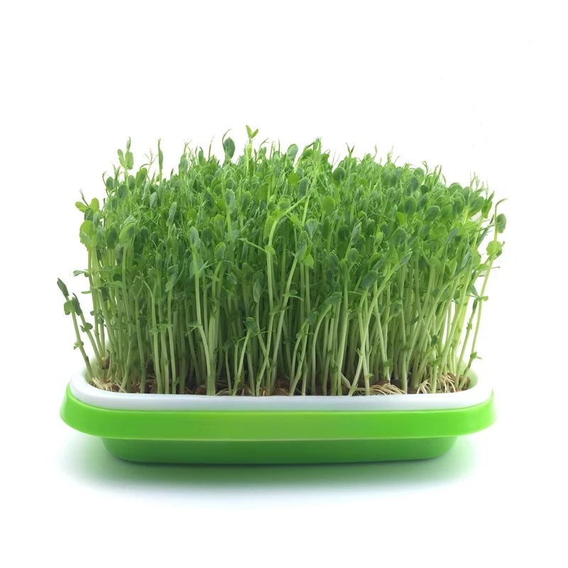 Sprouts Seedling with cover Double tray Bean sprouts pot Deepened germination plate Wheat Toon Hydroponic Vegetable Planting pot