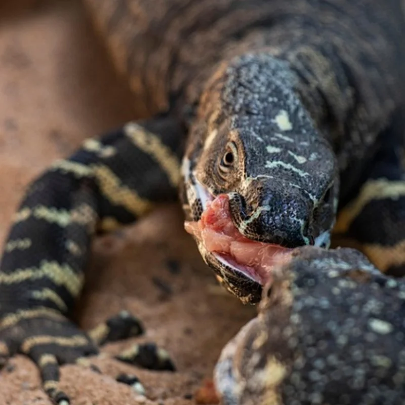 

WPL D14 Радиоуправляемый автомобиль 1/10 Багги с дистанционным управлением Дрифт Внедорожник Полная пропорция 2,4G Модель автомобиля Игрушка для взрослых Подарки на день рождения