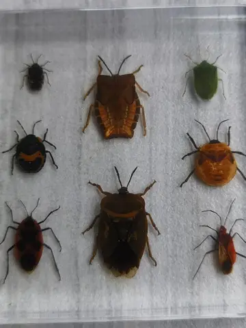 곤충 표본 수지 모델 - 투명 전갈 거미 딱정벌레 조가비 버그 컬렉션 - 홈 가든용 데스크탑 장식