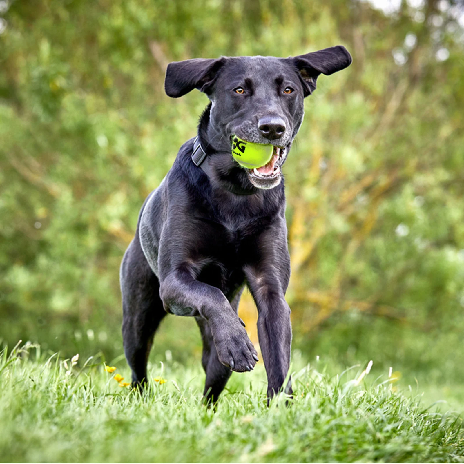 Fotografia 5: Bolas de Tênis para Cães - Pacote com 12 Bolas Interativas com Som para Treinamento, Exercício e Brincadeiras em Ambientes Internos e Externos - Bolas de Borracha para Cães de 2,5 polegadas