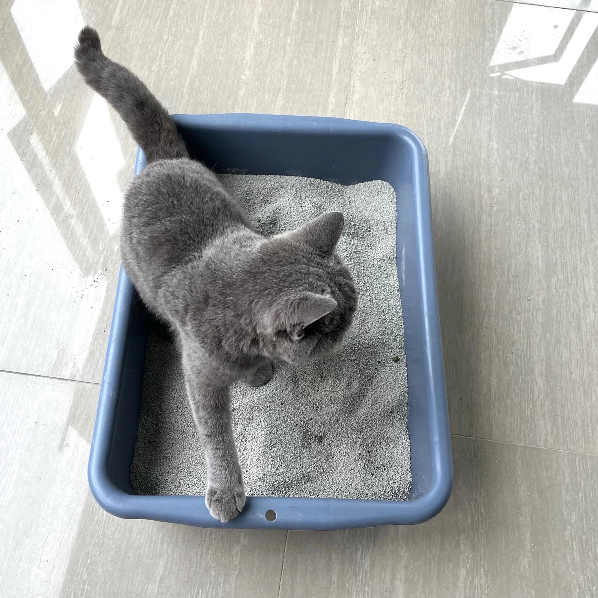 Portable Pet Products Big Size Cleaning Plastic Cat Toilet Box Trays Simple Cat Litter Box