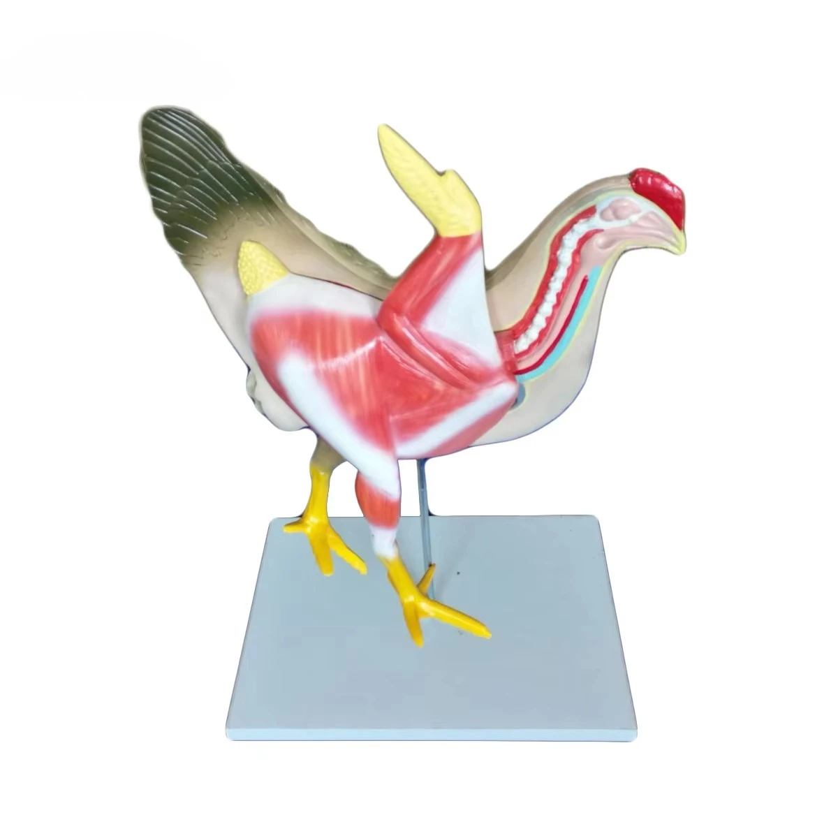 Simulation of Chicken Animal Anatomy Model with Demonstration Teaching