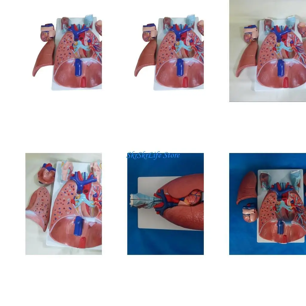 

E65E Сердечно-легочная анатомическая модель гортани человека. Респираторная модель. Отделение сердечно-легочной анатомии уха, и