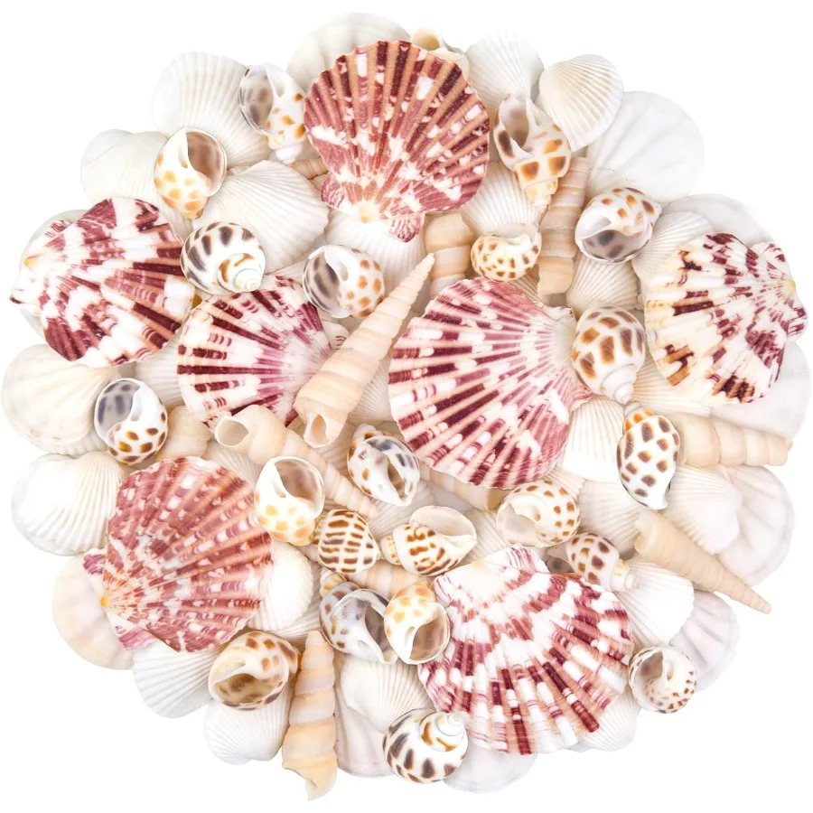 

tural Sea Shell Mixed Ocean Shells Set 0.8"-2.5" Various Sizes Seashell Scallop and Coh Shells for Beach Themed Decor Crafts Va