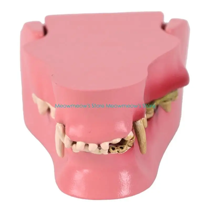 w91a-friendly-pvc-construction-dog-teeth-model-for-veterinary-training-features-realistic-scale-and-easy-clean-design