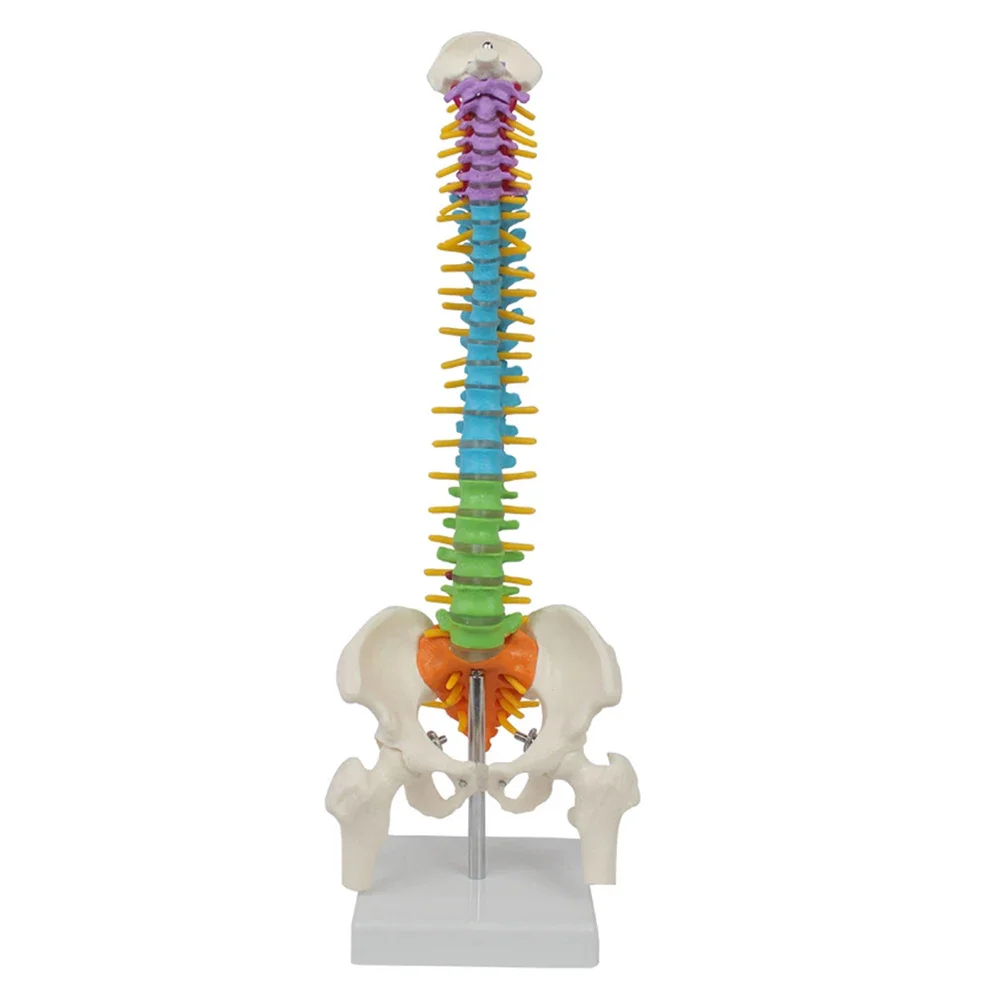 

1 Pcs 45cm Color with Pelvic Human Anatomical Anatomy Spine Spinal Column Model Teaching Resources for Students Medical teaching