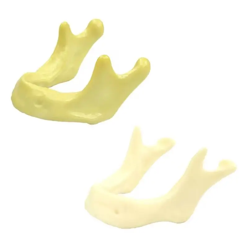 

Dental Mandible Lower Jaw Model Mandibular Model Dental Teeth Study Model Dental Lab Tools