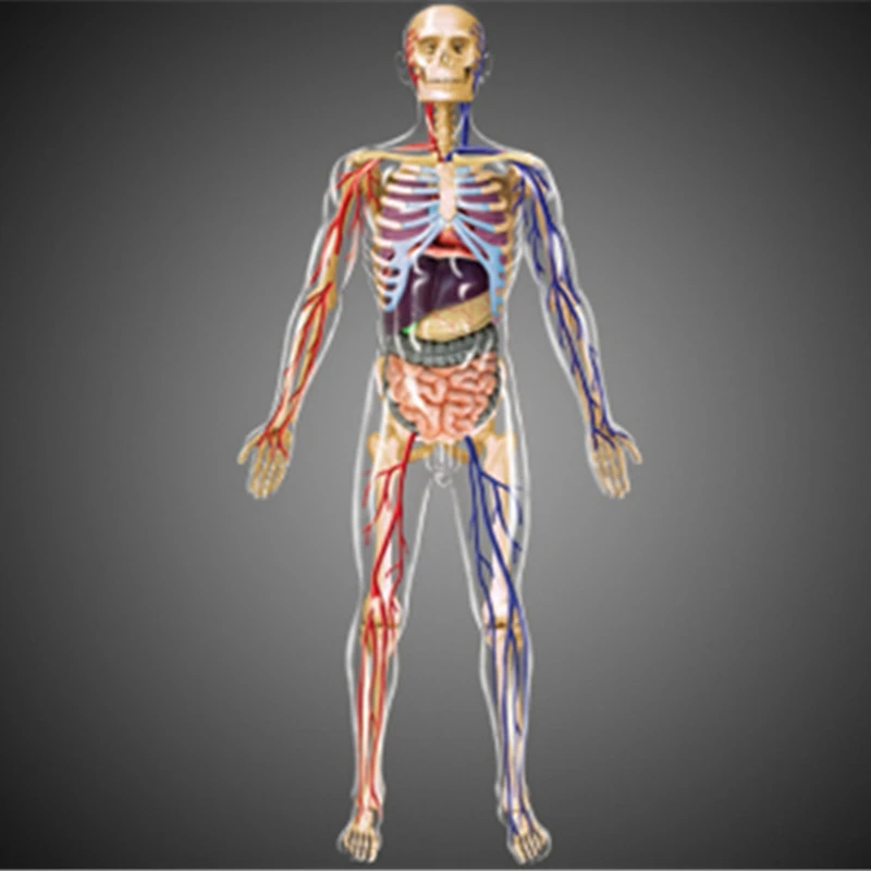 -Torso Human Body Model Education Internal Organs Model For Student Teaching Study Transparent Assembling Model