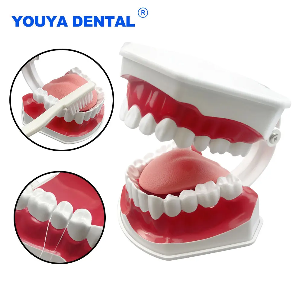 Dental Model Training Typodont Teeth Model for Teeth Brushing Flossing Oral Teaching Study Typodont Demonstration Practice Model