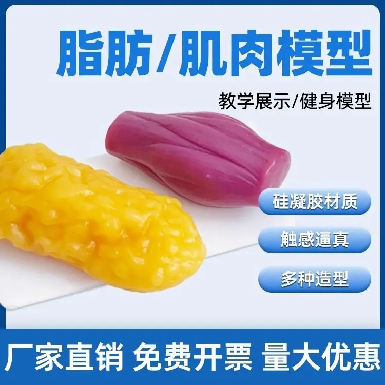 Fat Muscle Tissue Model Training Display Fitness Health Silicone Gel Simulation Medical Student Teaching Supplies