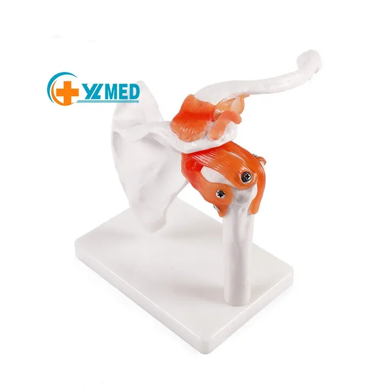 

Human shoulder joint model adult shoulder bone model with ligament joint model medical bone teaching