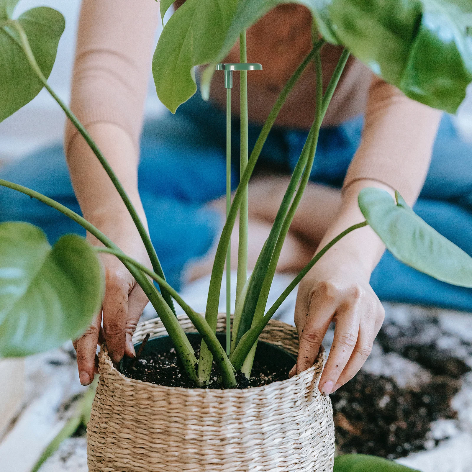 

10pcs Plant Growth Support Abs Trellis For Potted Plants Indoor Garden Flower Stakes Stick Cl Climbing Hydrangea Orchid Ring