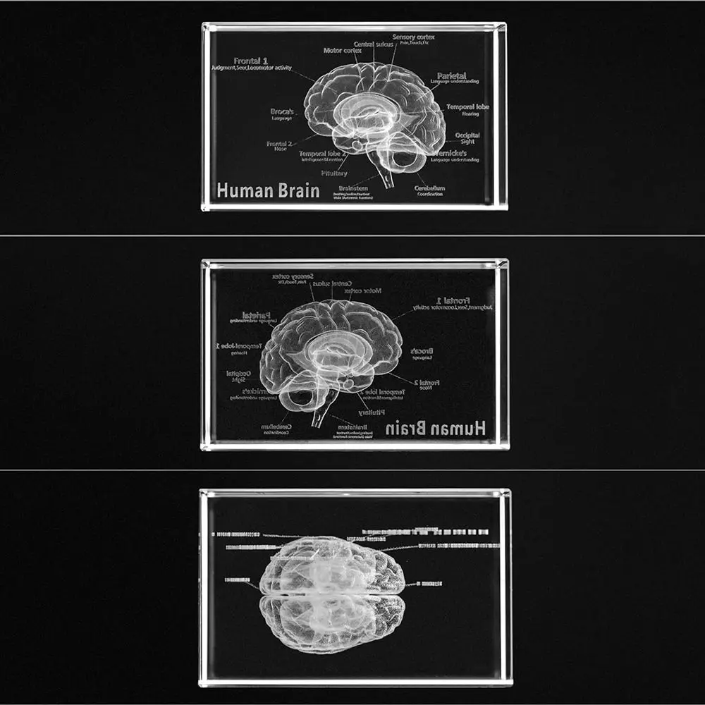 Clear 3D Human Brain with Labels Anatomical Model Crystal Glass Cube Home&Office Decoration