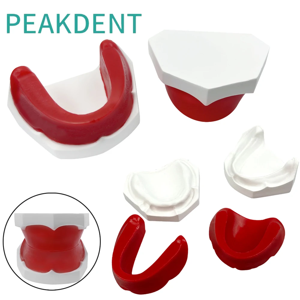 Dental Edentulous Jaw Wax Dike Gypsum Model Teeth Typodont Plaster Base Dentistry Teaching Training Demonstration Model