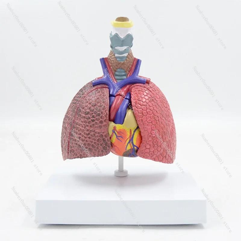 Play 00:12 00:33 Detachable Respiratory System Model, Laryngeal Cardiopulmonary Anatomy Teaching Aids Smoking Lung Normal Lung