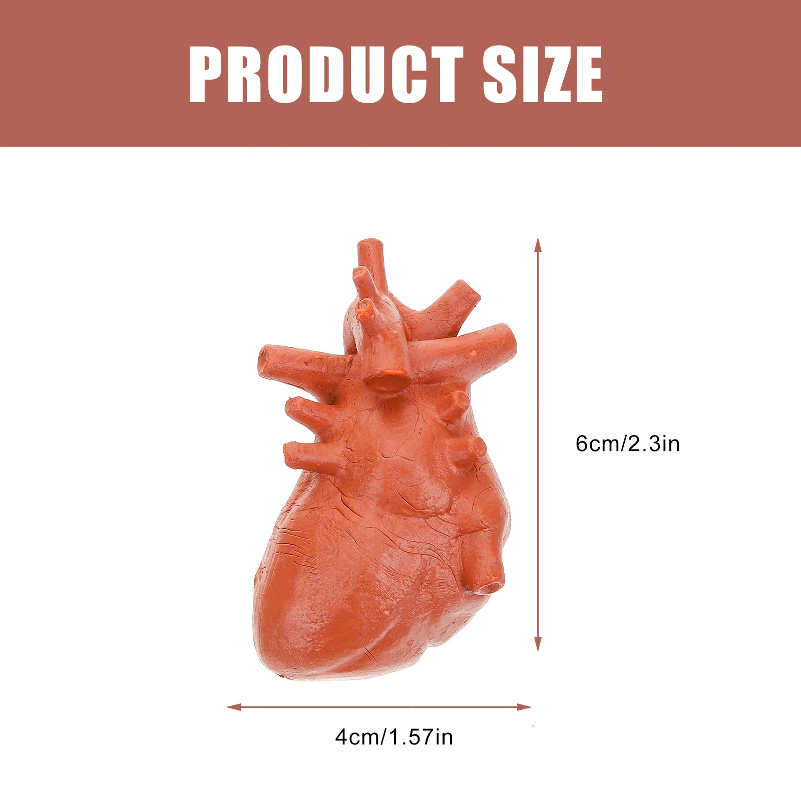 8Pcs Montessori Teaching Organ Anatomical Human Organ Set Educational Tool for Doctor Student Classroom Display