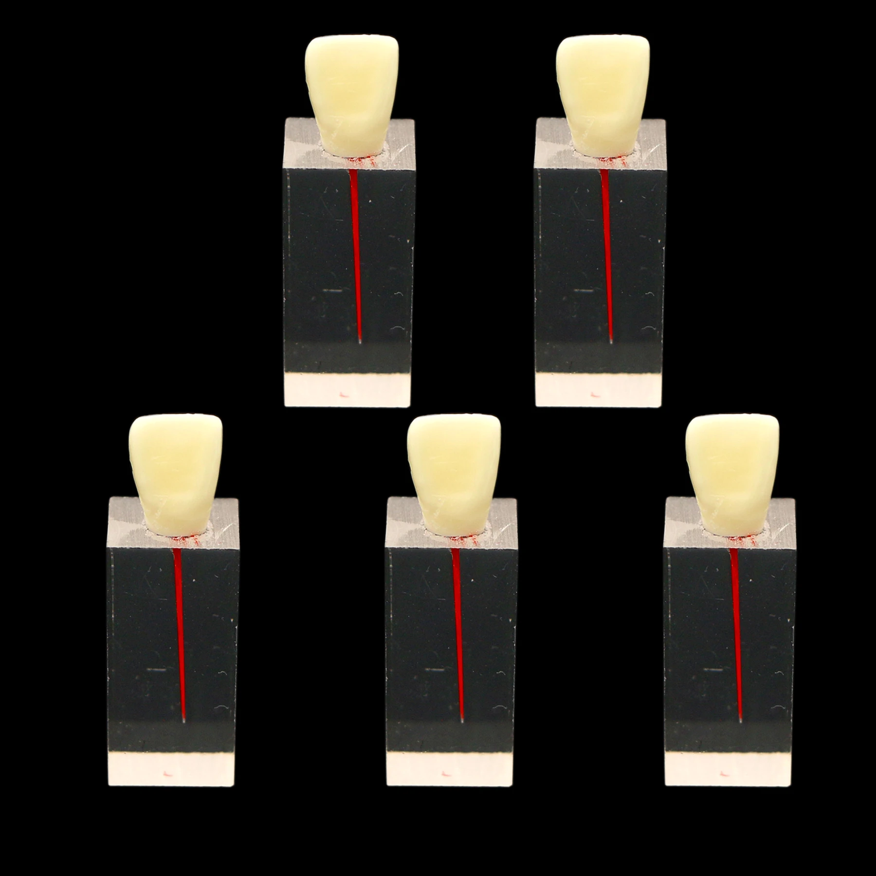 5pcs Dental Endodontic Root Model Canal Block Practice Pulp Cavity Clear Resin Training RCT With Teeth Exercise M80052-1