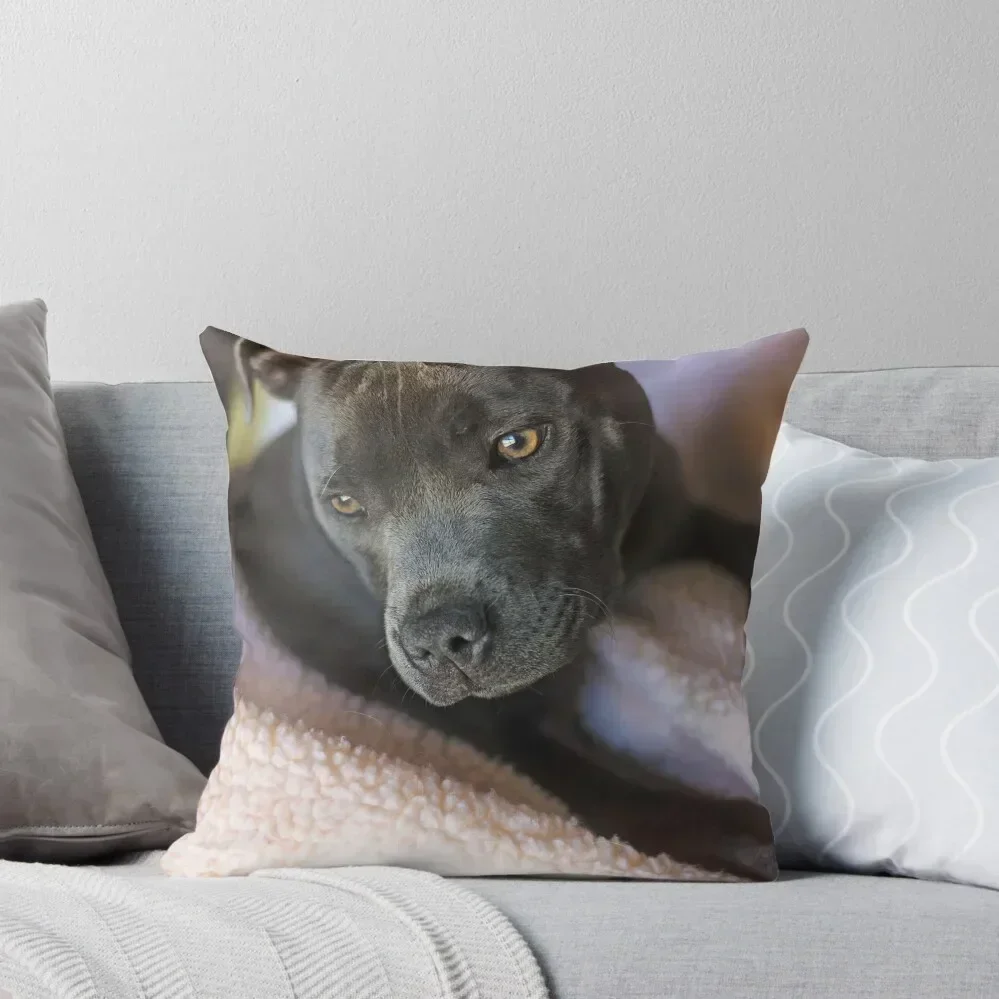 

Pure Blue Staffy Throw Pillow pillow pillowcase Decorative Cushion Cover New year pillow