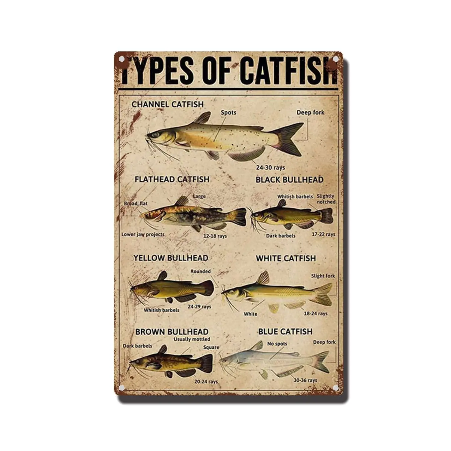 Tin Sign Types of Catfish Fly Fishing Aluminum Sign for Cafe Home Bar Pub Garage Wall Decor Art 8x12 inch-Tin Sign