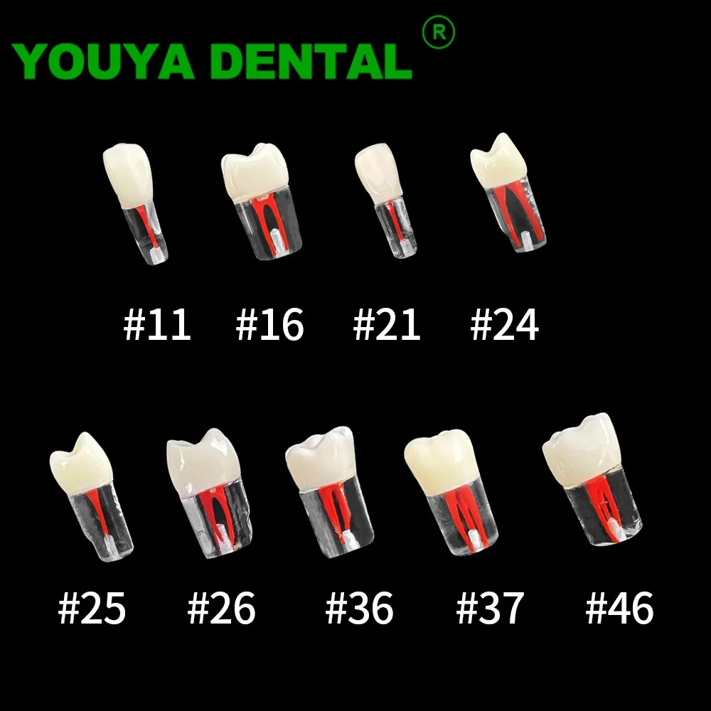 10pcs Dental Tooth Model Endodontic Root Canal Block Practice Teeth Pulp Cavity Study Model RCT Practice Endo Training Dentistry