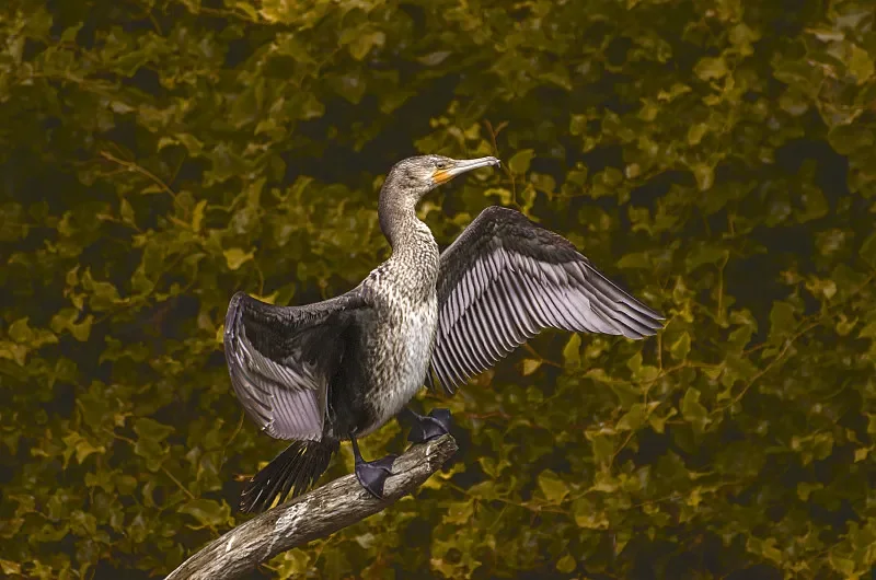 Flywoo 7-in-1 FPV Power & Audio Kit - TVS, XT60/XT30, Filter, AGC-MIC (for FPV Drone DIY Parts)