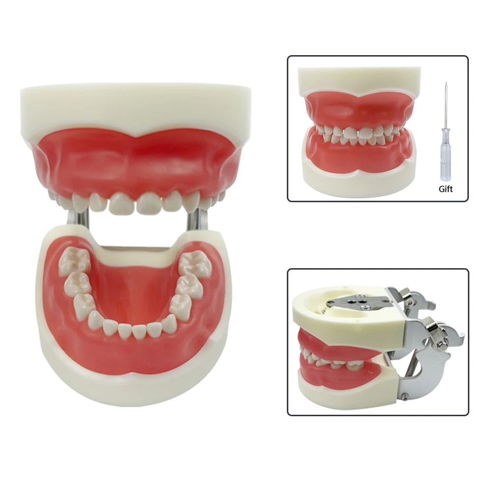Thumbnail 4 - #29 Ranked Dental Teaching Models Picks in 2026