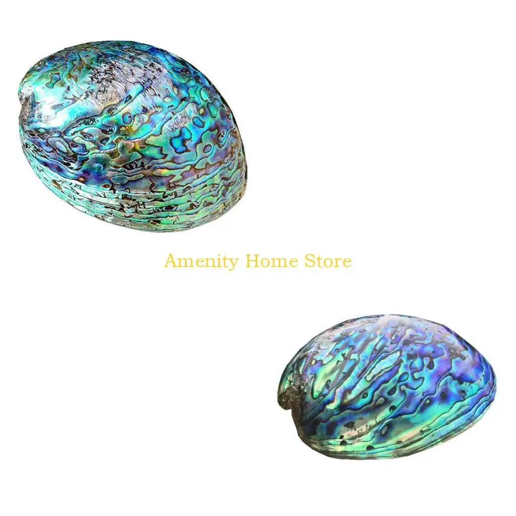 F26C Natural Abalone Seashell Peeled Conch for Cleaning Smudging Meditation for Shell Crafts Incense Holder Home Room Decorat