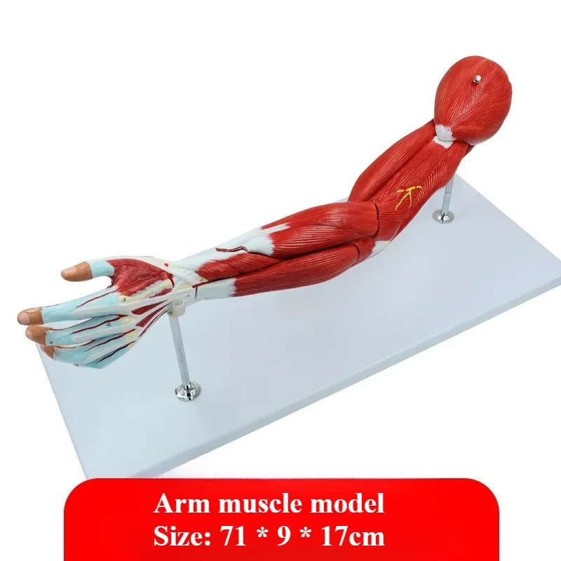 Upper Limb Muscle Anatomy Model Arm Blood Vessels Nerves Muscles Model Ligaments Bones Teaching Model