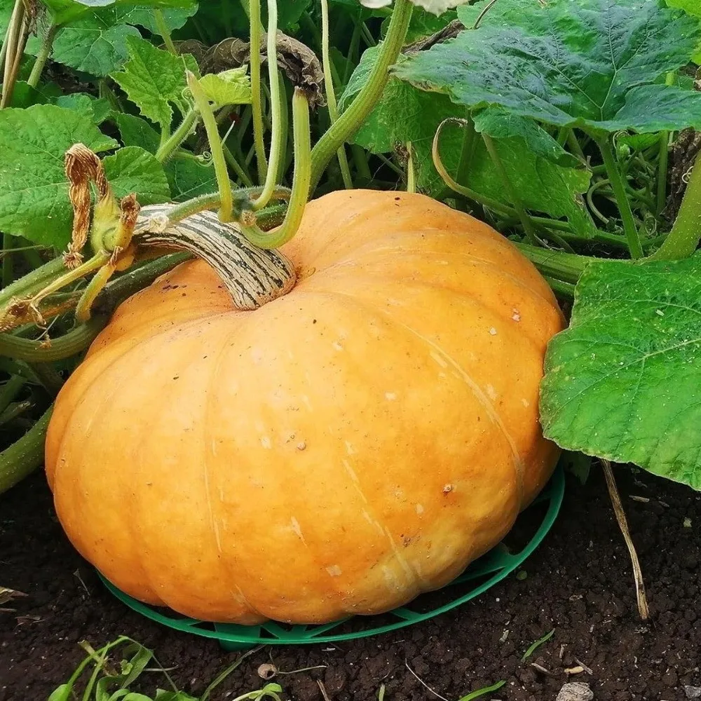 Plastic Watermelon Stand Anti- Rotting Plant Support Fruit Bracket Hollow Out Stable Design Gardening Melon Tray Fruit Grow