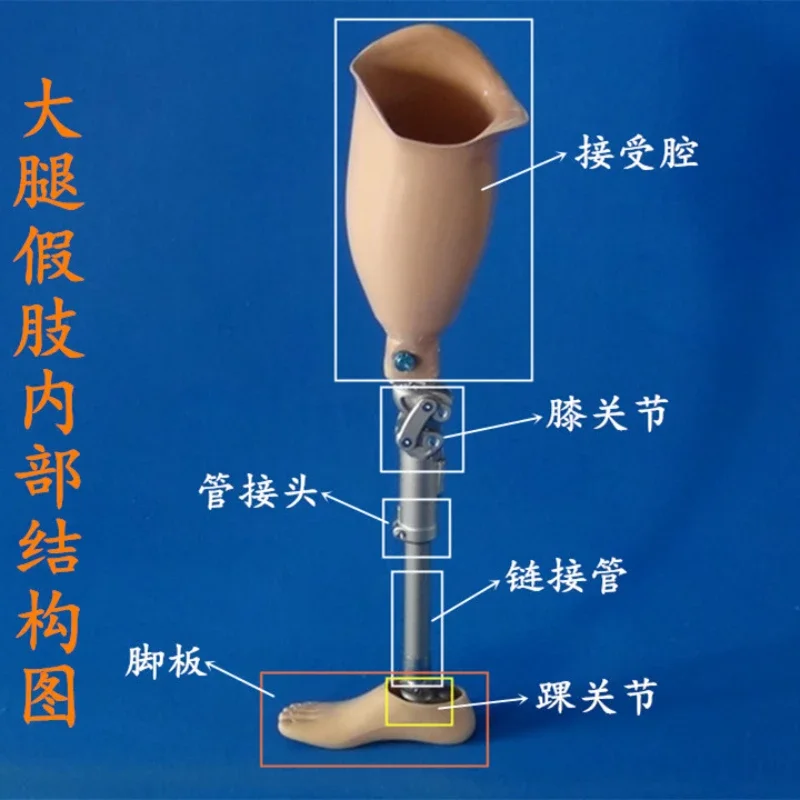 

Stainless Steel Thigh Prosthesis Thigh a Prosthesis Prosthesis Customization Products