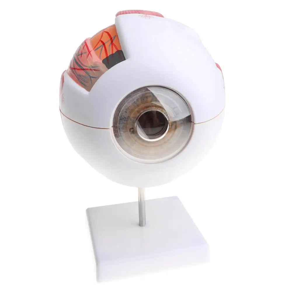 Human Eye Ball Model Anatomical Study Tool Lab Supplies Enlarged 3X , as described, C