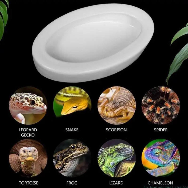 581C Worm Feeding Feeder for Lizard for Turtle Bearded Dragon Leopard