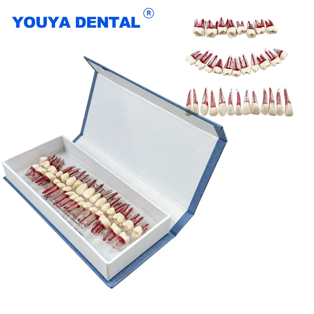 

Учебная модель зубов корневого канала, эндодонтический тренировочный блок RCT, тренировка пульпы, эндофайл, тренировочная модель стоматологии