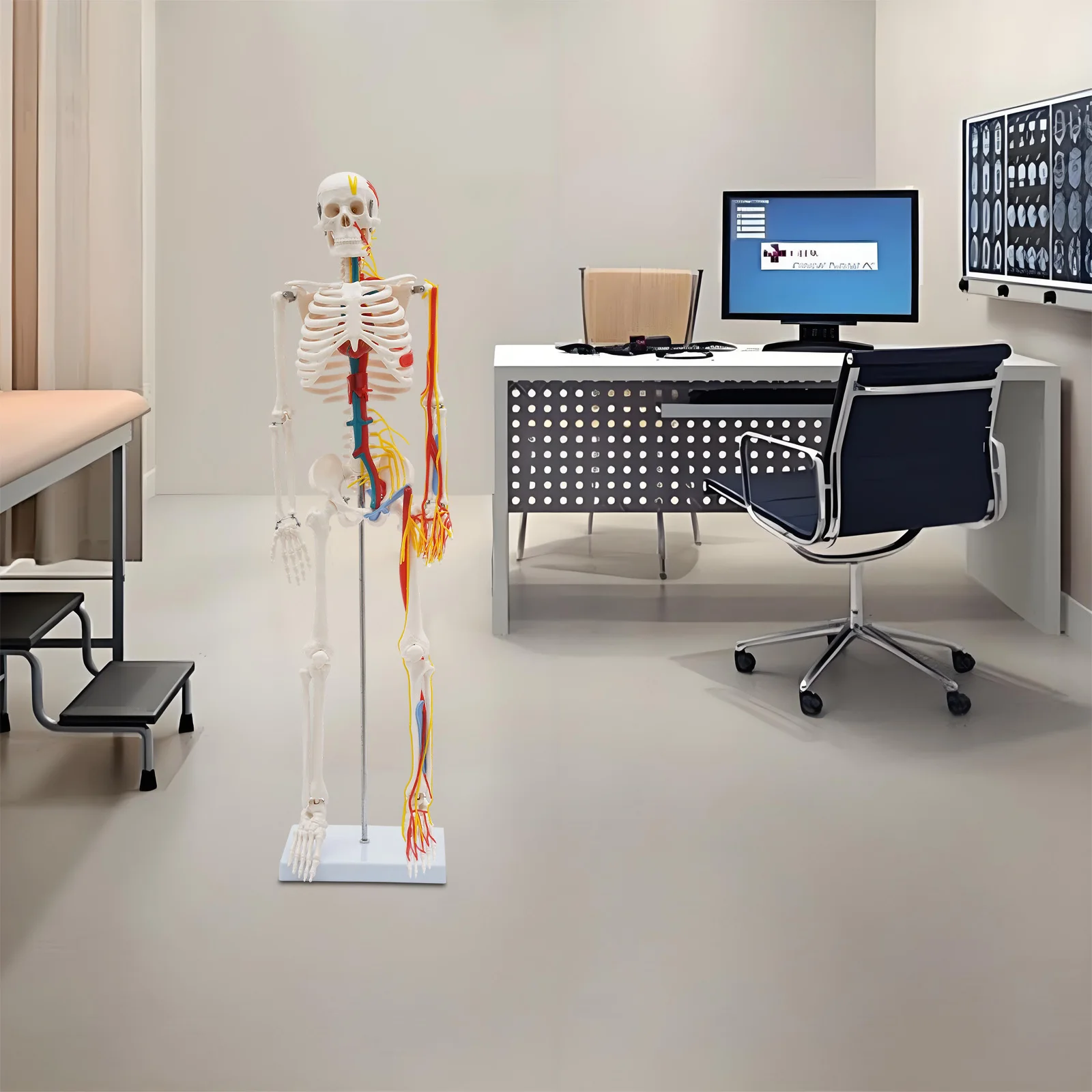 نموذج هيكل عظمي بشري 34 بوصة مع أداة تعليمية ممتازة للأوعية الدموية العصبية في مختبرات الفصول الدراسية الطبية