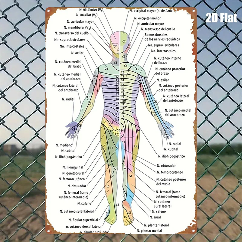 1pc Painting Metal Sign Human Body Meridians And Acupoints Chart Classic Character Design, Vibrant Colors, Easy to Hang Wall Dec