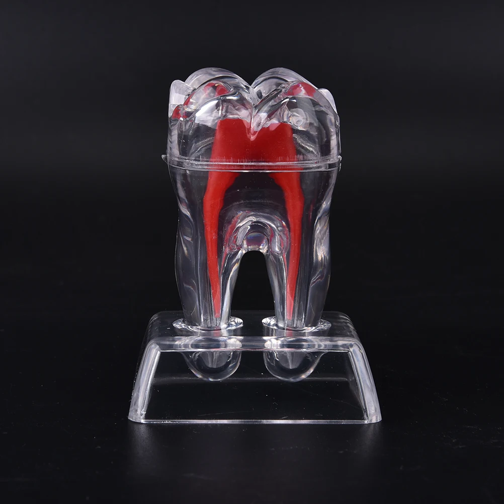 1PCS Dentist Dental Crystal Base Hard Plastic Teeth Tooth Molar Model Separable Dental Teeth Model For Study