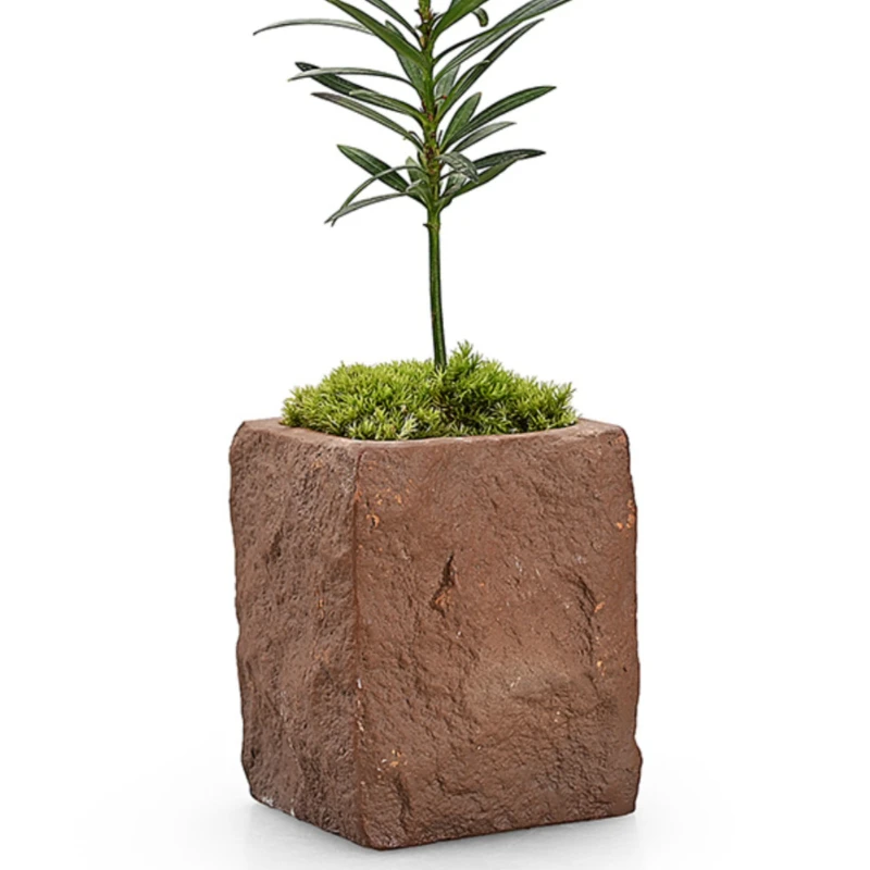 Podocarpus Macrophyllus Fingertip Miniature Potted Desktop